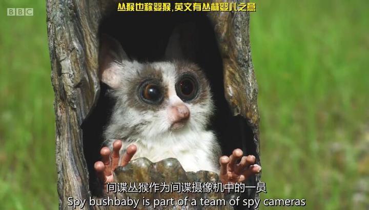 荒诞感镜头巡游